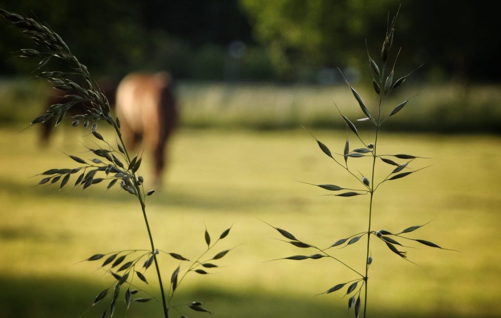 Hest og græs