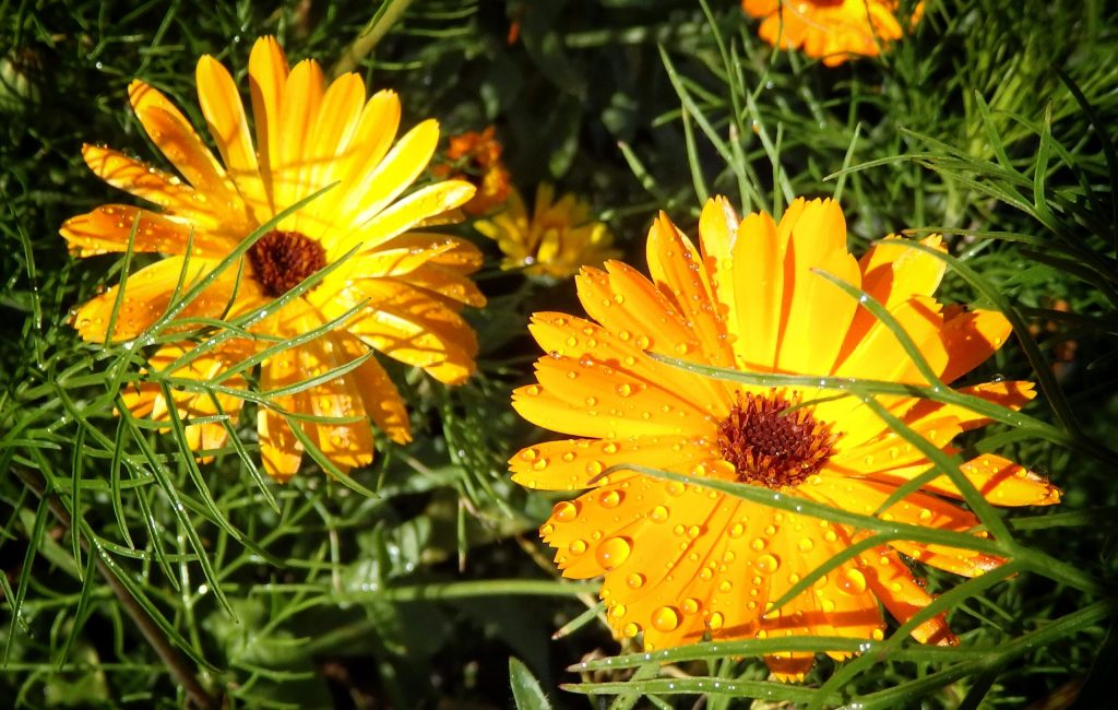 Blomster i haven | Allerød