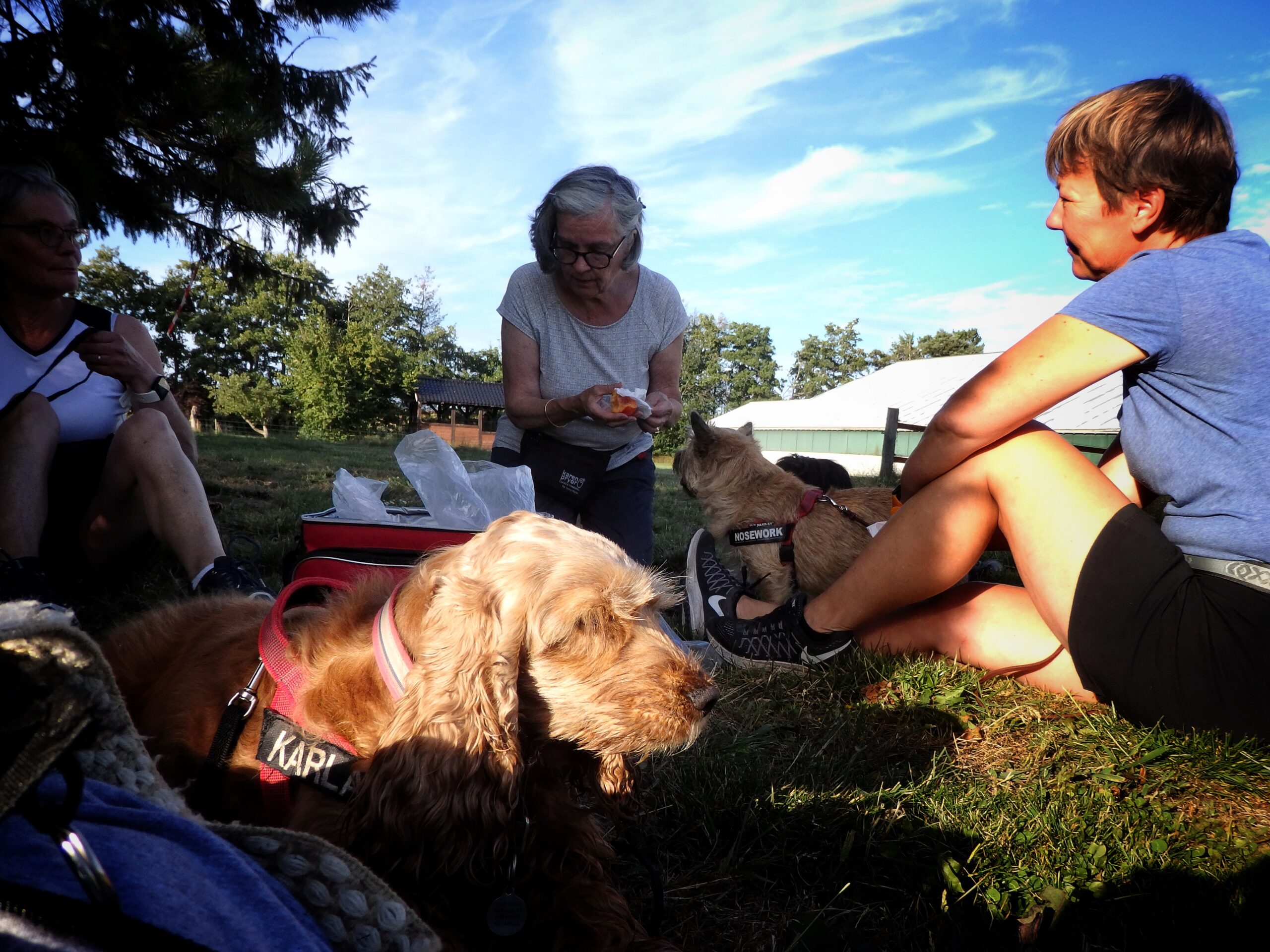 Hunde parkour | Gørløse