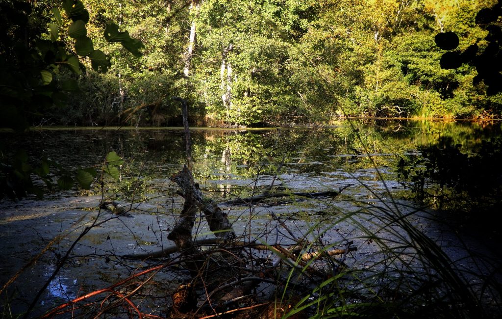 En tur i mosen | Børstingerød