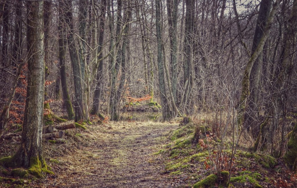 Børstingerød mose, søndag