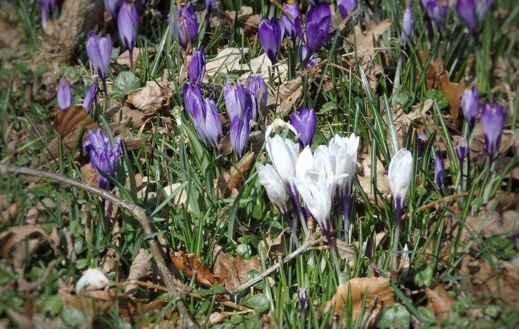 Mere påske i Helberskov